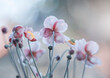 Różowe kwiaty Zawilca japońskiego - Anemone