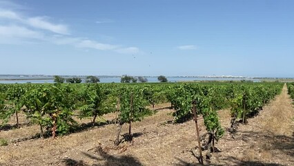 Wall Mural - Vignoble à Maguelone, Occitanie