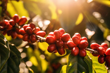 Coffee Tree With Red Coffee Beans
 