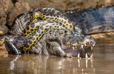 Fototapeta Sawanna - Cayman (Caiman crocodylus yacare) vs Anaconda (Eunectes murinus). Cayman caught an anaconda. Anaconda strangles the caiman. Brazil. Pantanal. Porto Jofre. Mato Grosso. Cuiaba River.