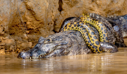 Wall Mural - Cayman (Caiman crocodylus yacare) vs Anaconda (Eunectes murinus). Cayman caught an anaconda. Anaconda strangles the caiman. Brazil. Pantanal. Porto Jofre. Mato Grosso. Cuiaba River.