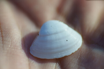 shell