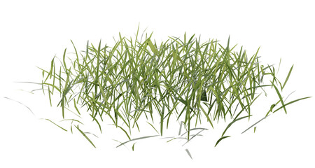 Fototapete - bunches of grass on a transparent background. 3d rendering.