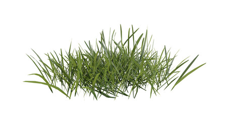 Fototapete - bunches of grass on a transparent background. 3d rendering.