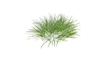 Fototapete - Bunches of grass on a transparent background. 3D rendering.	