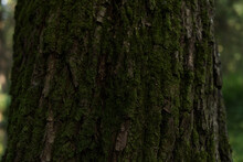 Closeup Photo Of Green Moss On Tree In Foerest