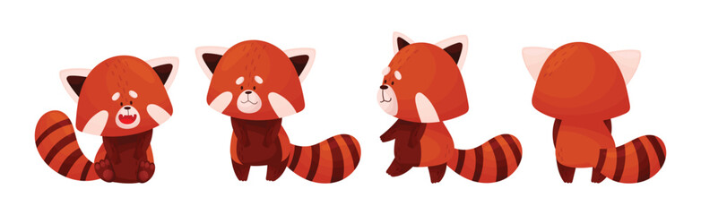Wall Mural - cute red panda chinese animal character with striped tail vector set