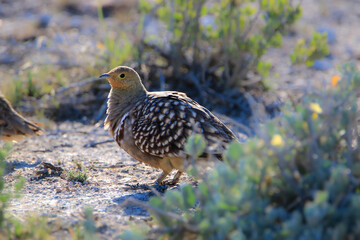 Wall Mural - Male Namaqua Sandgrouse, Etosha National Park, Namibia