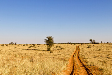 Wall Mural - Open dirt road in the Kgalagadi Transfrontier Park, Kalahari, South Africa