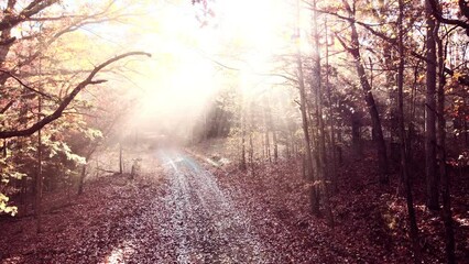 Wall Mural - Sunshine light rays in autumn forest with shining rays of light through woods and pine trees shot via drone aerial 