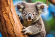 Koala bear on tree. Cute koala bear holding on to tree and looking at camera.