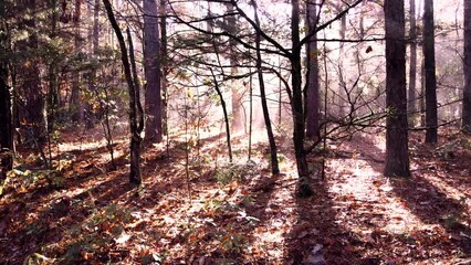 Wall Mural - Sun shining light rays through autumn forest trees shot via drone aerial 