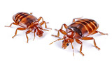 Fototapeta  - Bed Bugs Close-Up macro image isolated on white background