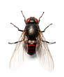 Tiny Fly Magnified, isolated background