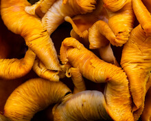 Closeup Of Bright Orange Omphalotus Illudens Or Jack O’Lantern Mushroom Seen At The End Of Summer, Quebec City, Quebec, Canada