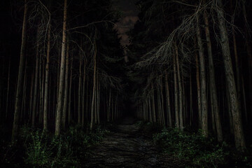 Wall Mural - magical lights sparkling in mysterious forest at night. Nightmare pine forest.