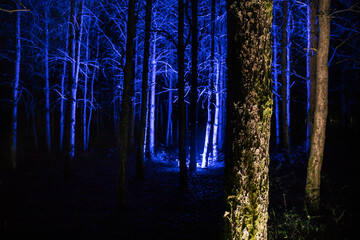 Wall Mural - Bark of tree at the dark forest at night. Long exposure photo of tree bark