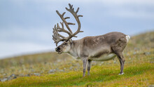 The Svalbard Reindeer (Rangifer Tarandus Platyrhynchus) In Summer