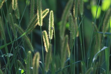 Close Up Of Green Foxtail Grass With The Blurred Background