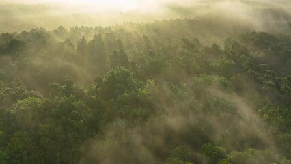 Wall Mural - foggy morning over the forest