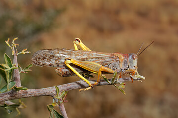 Sticker - A brown locusts (Locustana pardalina) sitting on a branch, South Africa.