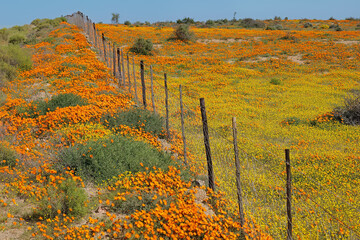 Sticker - Landscape of colorful spring blooming wildflowers, Namaqualand, Northern Cape, South Africa.