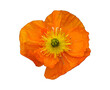 canvas print picture - Mohnblüte orange freigestellt
