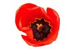 canvas print picture - Tulpenkelch Tulpenblüte rot isoliert
