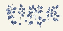 Hand Drawn Vector Blueberry Collection