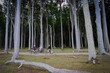 Bäume im Gespensterwald Nienhagen an der Ostsee