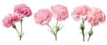 Carnation, Flower, Illustration, Watercolor, Nature, Design, Blossom, Plant, Art, Isolated, Floral, Botanical, Leaf, Transparent Background 