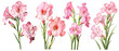 gladiola, flower, summer, watercolor, nature, plant, floral, leaf, blossom, botanical, transparent background 