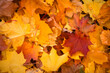 © Oxana - Bright autumn maple leaves . autumn background