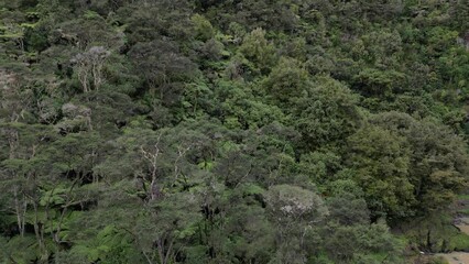 Canvas Print - Landscape scene of vegetation trees around Hunua Falls in Hunua, New Zealand