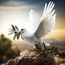 Global Peace Concept, A White Dove Holding An Olive Branch