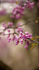 Sticker - Vertical shot of a Cercis siliquastrum tree in a park