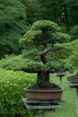 Sticker - Beautiful Japanese bonsai tree stands in an idyllic park surrounded by lush greenery.