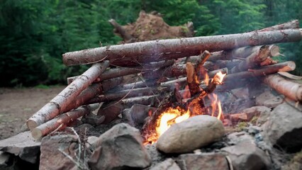 Wall Mural - Closeup of burning wooden branches in fire with trees around in the park