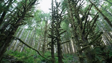 Wall Mural - Low angle footage showing high green trees in the forest