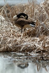 Canvas Print - Duck standing on a grassy bank near a body of still water