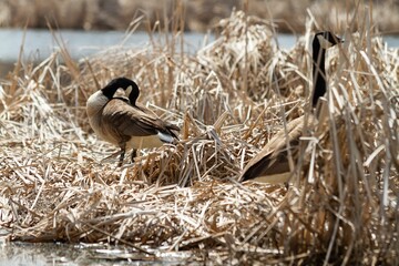 Wall Mural - Ducks standing on a grassy bank near a body of still water