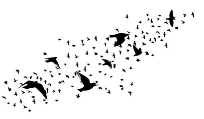 Flying birds silhouette flock. Vector illustration