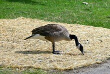 Closeup Shot Of A Canadian Goose Eating Hay On A Grassy Field