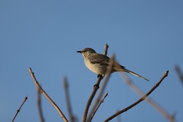 Poster - Low angle shot of a small mockingbird perched on a tree branch