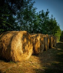 Wall Mural - Bales of hay stacked together in a grassy meadow, creating an idyllic countryside scene