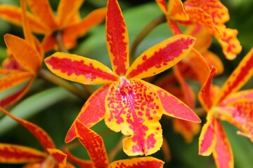 Sticker - Stunning closeup of exotic red and yellow orchids with their vibrant blooms and delicate petals