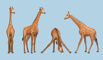 Sticker - Giraffe. African savana realistic animals giraffe in various poses decent vector templates