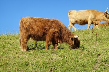 Poster - a cow grazing on a grass hill with other cows standing