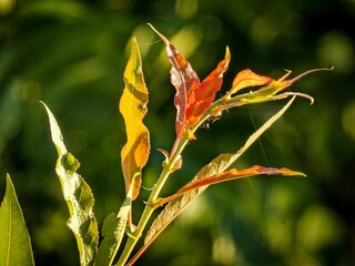 Wall Mural - Close-up shot of the Silesian willow with small leaves illuminated by the sun's rays