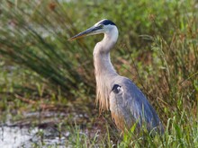 Gray Heron Perched Atop A Patch Of Lush Green Grass, Standing In A Shallow Pool Of Water